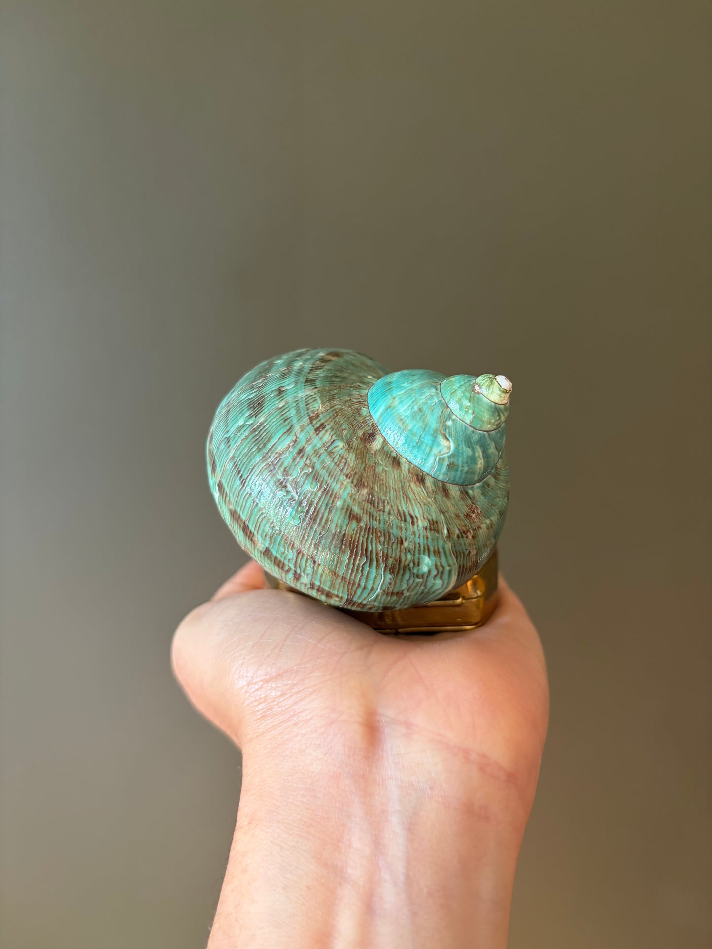 Turquoise Spiral Seashell Clutch With Abalone Endcap & Gold Hardware (Mini clutch)